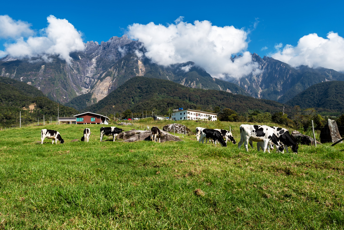 Beautiful Mt Kinabalu Kundasang Sabah Borneo